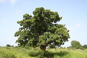 شجرة الشيا